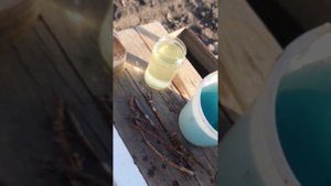 Как развести виноград на даче - 1 этап весной