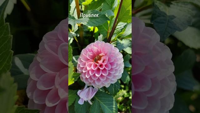 ЦВЕТОЧНЫЕ МИКСЫ. Георгины "ВИЗАРД ОФ ОЗ" (WIZARD OF OZ) 🤍 смотреть онлайн