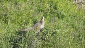 Самка фазана охраняет гнездо