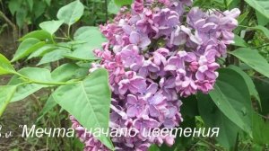 Сорт сирени "Мечта""