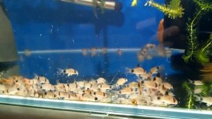 Коридорасы Панда.