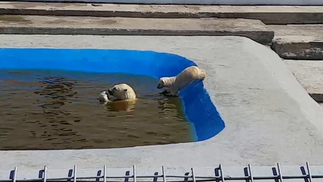 Диана и Майя в зоопарке. Часть 2. смотреть онлайн