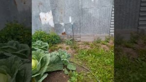 Ох растут,растут в огороде овощи !