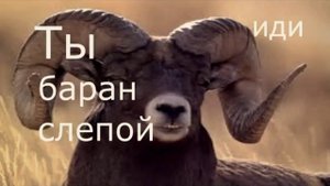 ты олень тупой