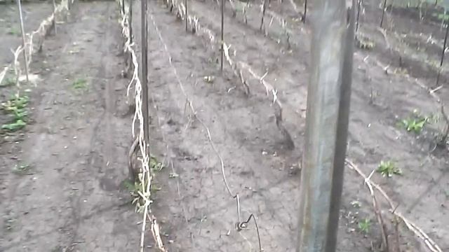 Прополка и рыхление виноградника!