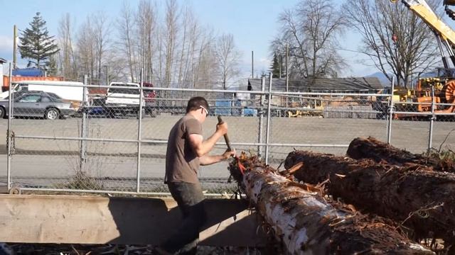 Окорка бревен красного канадского кедра на производстве смотреть онлайн