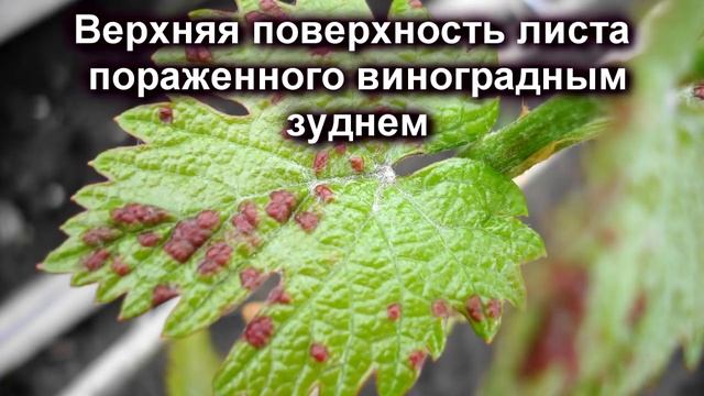 ? Май. Что СЛУЧИЛОСЬ с виноградом. Виноградный войлочный клещ, зудень. Обработка, диагностика.
