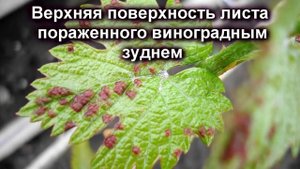 ? Май. Что СЛУЧИЛОСЬ с виноградом. Виноградный войлочный клещ, зудень. Обработка, диагностика.