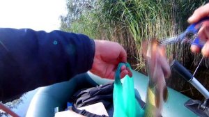 ЩУКА И TINY MAGALLON, ЧТО ИХ ОБЪЕДИНЯЕТ?