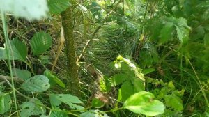 Фазаны 2022. Выпускаем молодняк фазанов в дикую природу. Возраст фазанов почти 2 месяца.