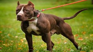 НЕМЕЦКИЙ БОКСЕР ПРОТИВ ПИТБУЛЯ