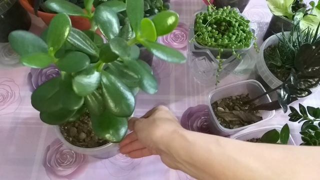 Раздаю взрослые растения?Формирую новые кустики?Обзор суккулентов?Биогрунт Фаско первые впечатления