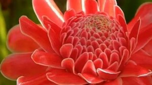 Самые необычные  цветы в мире Most Amazing and Weird Flowers from   world