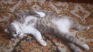 кот лежит на спине