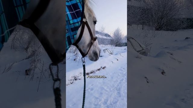 Выгоняем коней на мороз сразу по двое. ? 
Кукла решила пошалить.