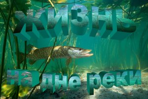 Жизнь на дне реки.