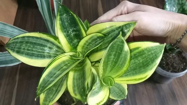 Сансевиерии в декабре?Обзор растений?Ханни Голд?Манолин?Кирки Блю?Каньон Гранит?Хорвуд?Блэк Голд❤ смотреть онлайн