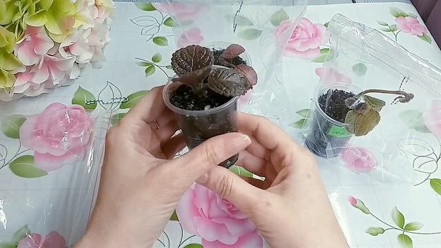 Уход за растениями. Признаки укоренения.
