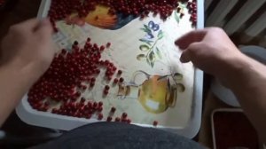 КАК ПЕРЕБРАТЬ ВЕДРО БРУСНИКИ ЗА 1 ЧАС???