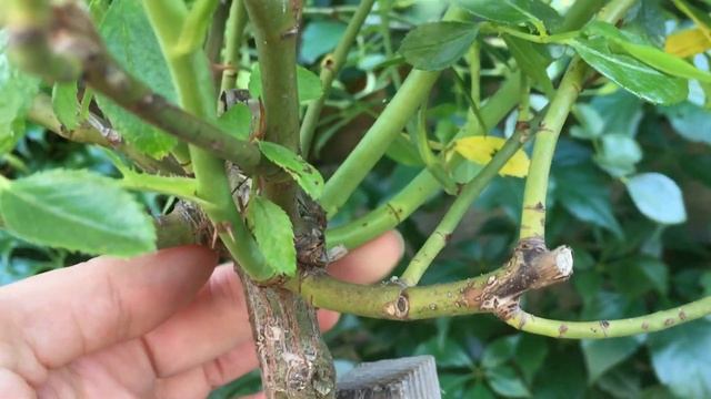 Сорта роз в августе Новые гортензии Лилии смотреть онлайн