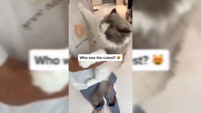 СМЕШНЫЕ И ЗАБАВНЫЕ ЖИВОТНЫЕ / кто смешнее СОБАКИ или КОТЫ? подборка смешных роликов #14