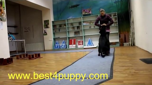 Выбор породы - ротвейлер - особенности дрессировки и воспитания смотреть онлайн