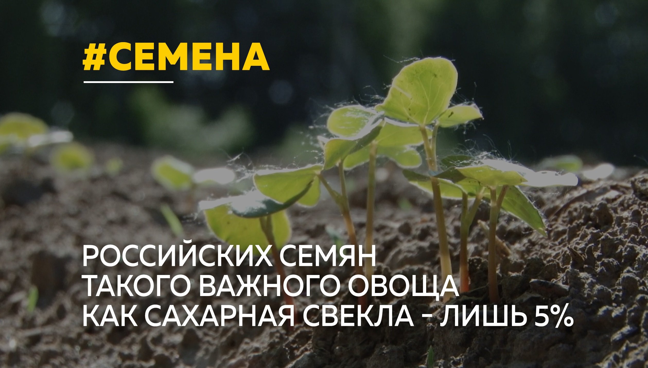 Видео русский семя. Видео русский семя. Видео русский семя. Видео русский семя. Видео русский семя.