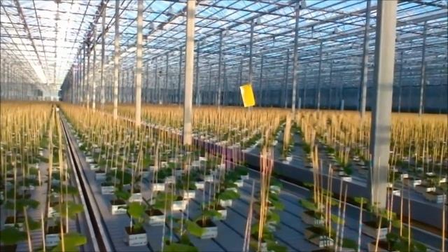 Выращивание огурца и томата в теплице