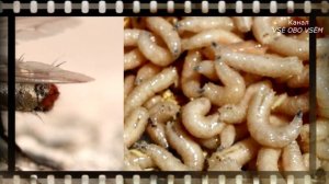 Почему мухи любят навоз