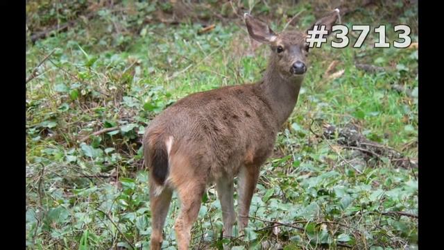 #3713. Олени (В мире животных) смотреть онлайн