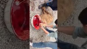 Мага режет барана на Курбан