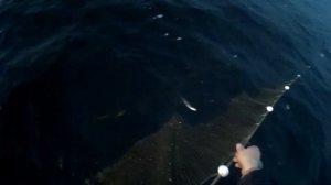 РЫБАЛКА СЕТЯМИ в НЕРЕСТ/Ряпушка,её ловля от А до Я или как живут карелы в деревнях