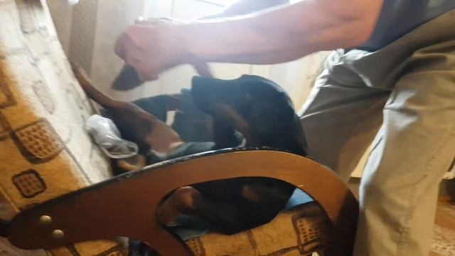 Как правильно ухаживать за собакой ) смотреть онлайн