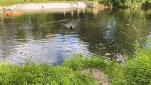 Ризеншнауцер плавает :: Riesenschnauzer schwimmt