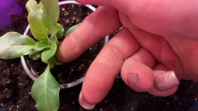 #петуния_опера_готовим_на_черенки «цветы от Фаины »# Petunia_opera_cooking_on_cuttings