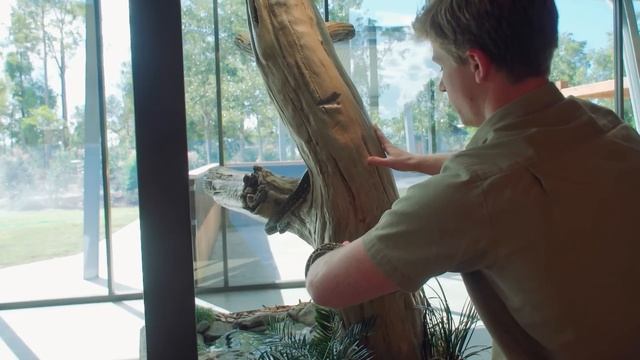 Crocodile Hunter Lodge animal moves | Australia Zoo Life смотреть онлайн