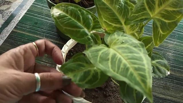 How to grow beautiful hybriat sigonium смотреть онлайн