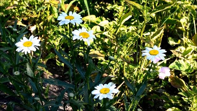 Ромашка садовая многолетняя смотреть онлайн