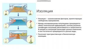 9-11 класс Видообразование или микроэволюция Эволюционные факторы Понятие о микроэволюции