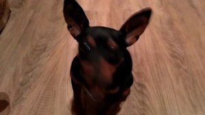 Можно собакам лук ?