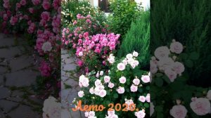 Мой розовый сад в Подмосковье, метаморфозы сада за три года, 2018-2021 г