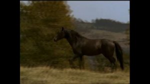 мустанги. Кто это?