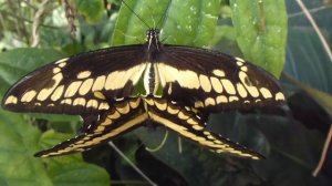 Butterflies at RHS Wisley - Swallowtails - Mating - Svölufiðrildi - Fiðrildi - Hávængja