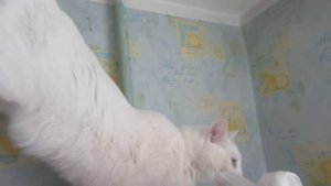 Воспитание кота