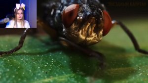 Почему МОЖНО ПОБЕДИТЬ насекомых из аниме Остров Гигантских Насекомых \ Звездный Капитан \ Реакция