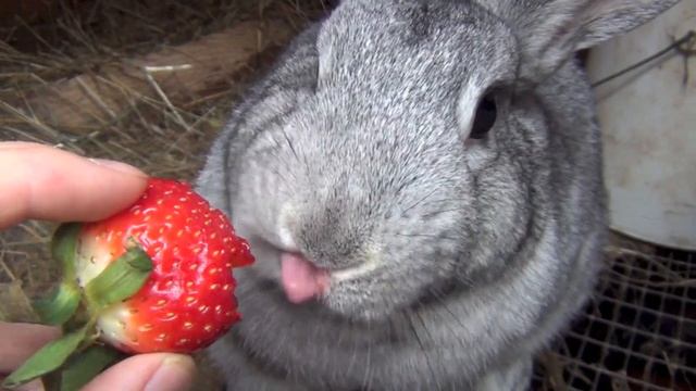Домашнее кролиководство: кормление кроликов смотреть онлайн