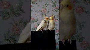 Не умирай любовь...