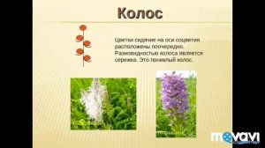 Соцветия. Биология в стихах. 6 класс.