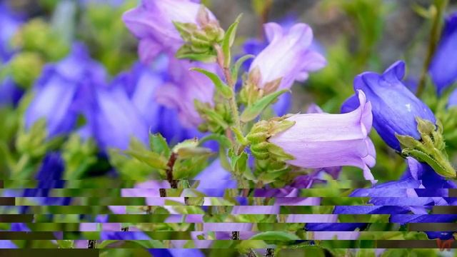 Колокольчик (лат.  Campanula)