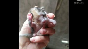 Новорожденные котята. Им всего 1 день.